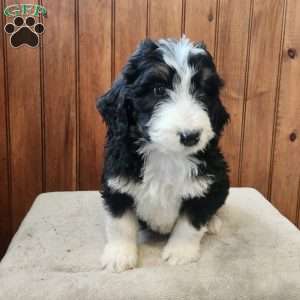 Madison, Bernedoodle Puppy